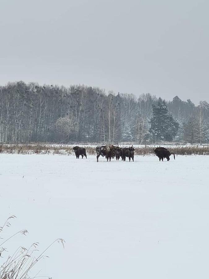 Agroturystyka Ruta Nad Zalewem Siemianowka Villa Luka ภายนอก รูปภาพ